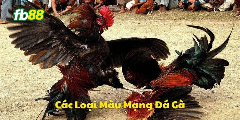 Các loại màu mạng chiến kê phổ biến