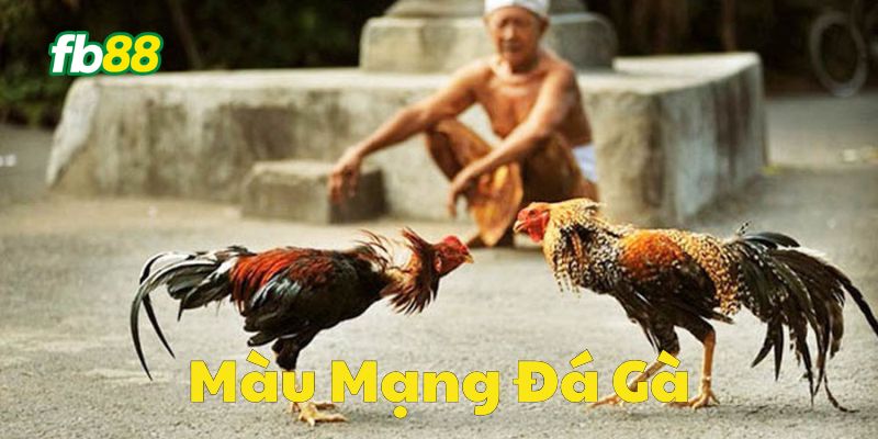 màu mạng đá gà